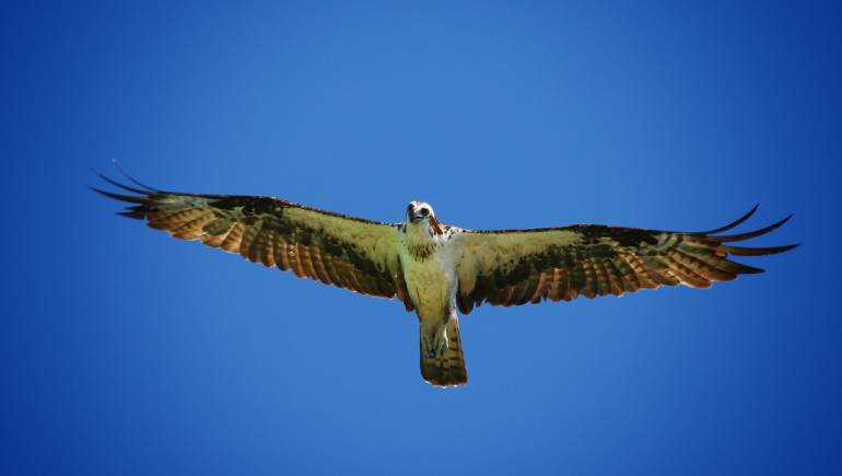 Observación de Aves